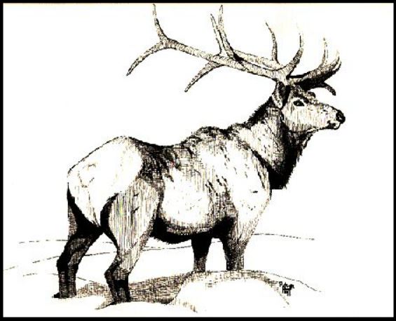 Pen & ink of a bull elk.