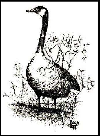 pen & ink drawing of a goose