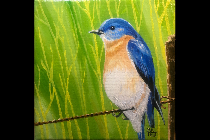 North Carolina Indigo Blue Bunting bird.