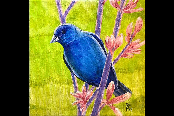 North Carolina Indigo Blue Bunting bird.