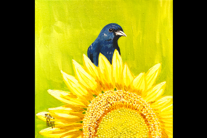 Blue Bunting and Sunflower in NC.