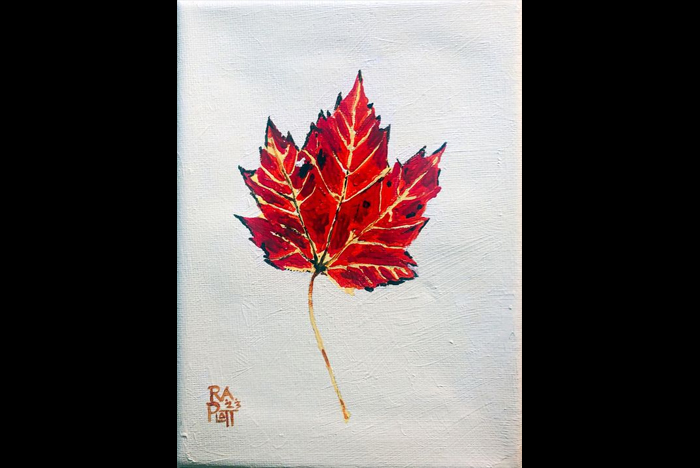 Fall red maple leaf from Stone Mountain State Park in North Carolina 