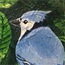 Oil painting of Bluejay in NC.