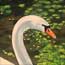 An oil painting of a swan in the Japanese Emperor's garden'.