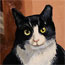 An oil painting of rescue kitty Mr. Fez.'.