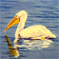 An oil painting of Florida White Pelicans in winter.'.