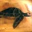 Art-drawings-scrimshaw-sea-turtle.